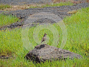 Malabar crested lark - bird - India