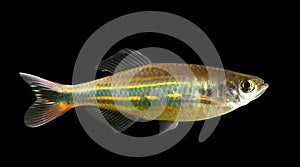 Malabar danio