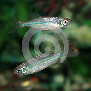 Malabar danio (Danio malabaricus) aquarium fish