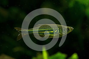 The Malabar danio Devario malabaricus.