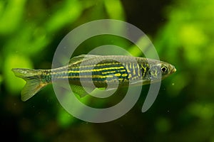 The Malabar danio Devario malabaricus.