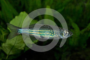 The Malabar danio Devario malabaricus.