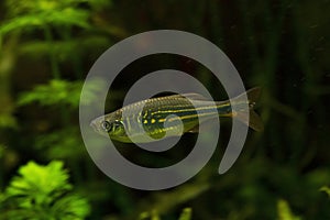 The Malabar danio Devario malabaricus.