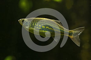 The Malabar danio Devario malabaricus.
