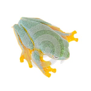 Malabar flying tree frogling isolated on white