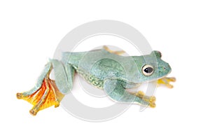 Malabar flying tree frogling isolated on white