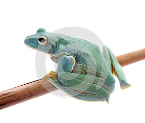 Malabar flying tree frogling isolated on white