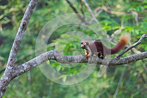 Malabar gaint squirrel in forest