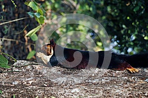 malabar giant purple wild squirrel on tree in close up