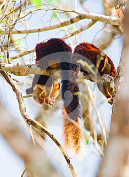 Malabar Giant Squirrel or Ratufa indica in a forest photo