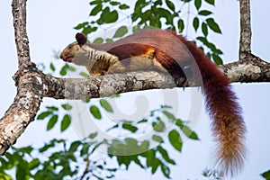 Malabar giant squirrel sitting on a branch
