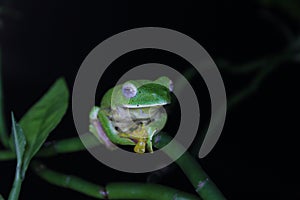 Malabar gliding frog