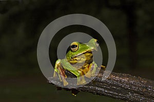 Malabar Gliding Frog, Rhacophorus malabaricus. Sharavathi Wildlife Sanctuary, Karnataka, India