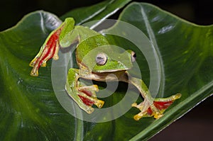 Malabar Gliding Frog seen at Amboli,Maharashtra,India