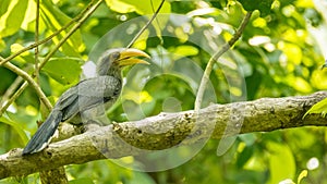 Malabar Gray Hornbill or the Ocyceros griseus