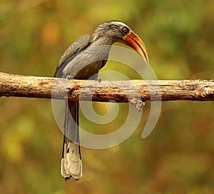 Malabar Grey Hornbill, Ocyceros griseus, Thettekad, Kerala, India