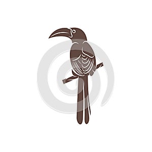 Malabar Grey Hornbill vector illustration design. Malabar Grey Hornbill Silhouette. Hornbill design template