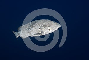 Malabar grouper