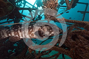 Malabar grouper in a artificial reef.