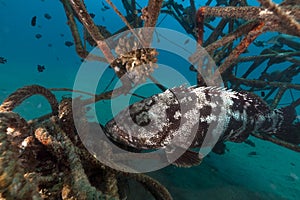 Malabar grouper in a artificial reef.