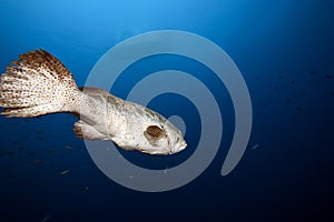Malabar grouper and ocean