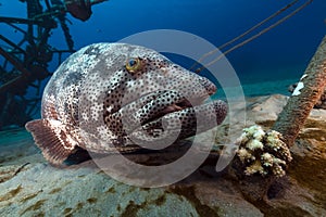 Malabar grouper in the Red Sea.