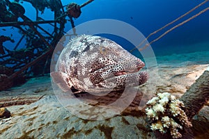 Malabar grouper in the Red Sea.