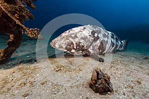 Malabar grouper the tropical waters of the Red Sea. photo