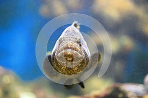 Malabar grouper photo