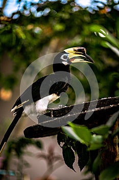 Malabar Hornbill (Anthracoceros albirostris) perched on a tree branch in its natural habitat