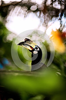 Malabar Hornbill (Anthracoceros albirostris) perched on a tree branch in its natural habitat