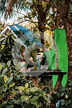 Malabar hornbill birds (Anthracoceros albirostris) perched against a backdrop of lush greenery