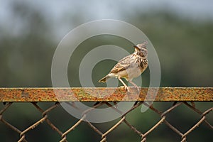 Malabar Lark bird sitting on iron railing