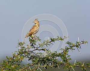 The Malabar lark perched on a Shailendra Tree.