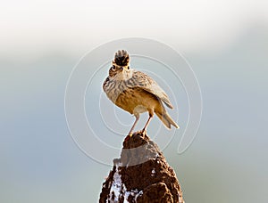 The Malabar lark perched on a termite mound.