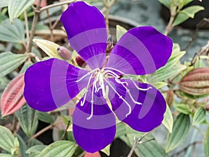 Malabar Melastome Blue Flower In India