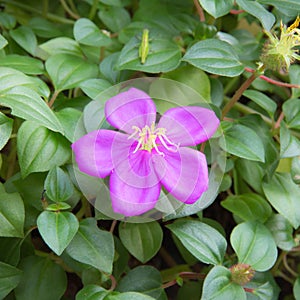 Malabar melastome flower