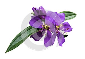 Malabar melastome flower isolated