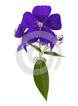 Malabar melastome flowers with leaves, Tropical purple flower isolated on white background, with clipping path