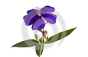 Malabar melastome flowers with leaves, Tropical purple flower isolated on white background, with clipping path