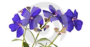 Malabar melastome flowers, Tropical purple flower isolated on white background, with clipping path