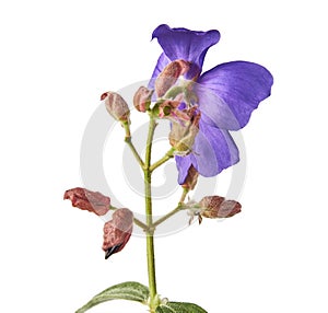 Malabar melastome flowers, Tropical purple flower isolated on white background, with clipping path