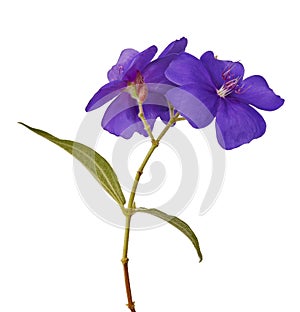 Malabar melastome flowers, Tropical purple flower isolated on white background, with clipping path