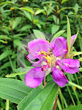 Malabar melastome (Indian rhododendron)