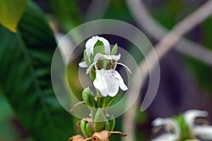 Malabar nut flowers, Justicia adhatoda