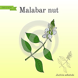 Malabar nut Justicia adhatoda , or adulsa, adhatoda, vasa, or vasaka, medicinal plant