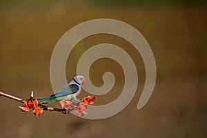 Malabar Parakeet on a beautiful perch