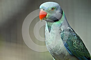 A malabar parakeet