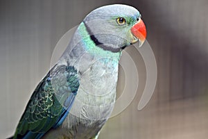 A malabar parakeet