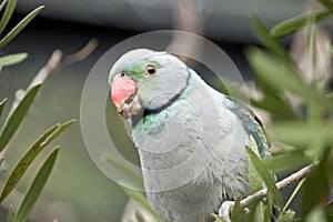 Malabar parakeet